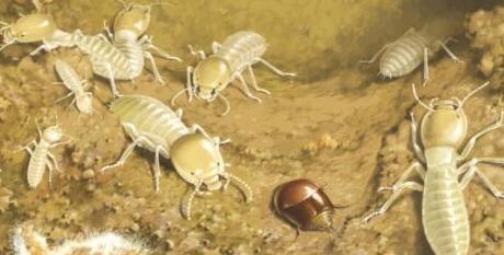 億年前白蟻城堡遭神秘入侵畫面 網(wǎng)友:社會(huì)性寄生甲蟲如何進(jìn)入的