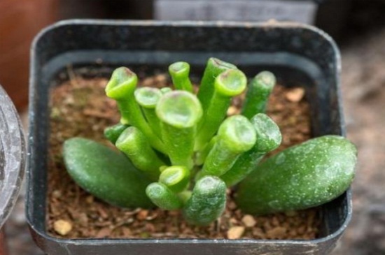 ������ؔ������~���