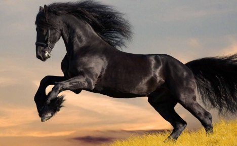 網絡用語黑馬王子是什么梗