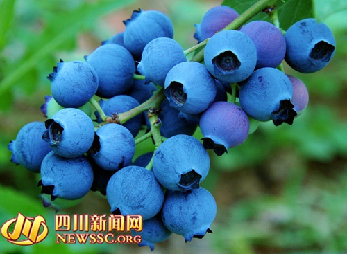 �{(l��n)ݮ���Ɂ�(l��i)�u ���(y��ng)�еڶ����{(l��n)ݮ��ժ��(ji��)�_(k��i)Ļ