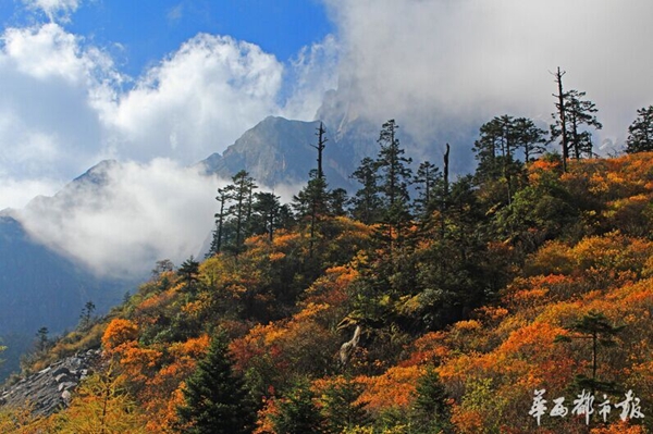 紅葉正當時 燕子溝紅葉彩林航拍大賽等你來