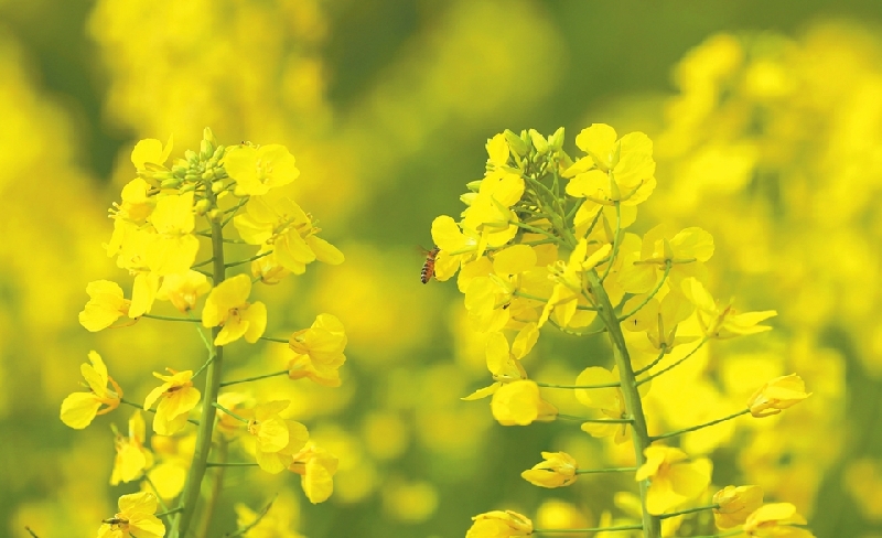 十里春風川南花好 自貢瀘州內江宜賓賞花攻略出爐